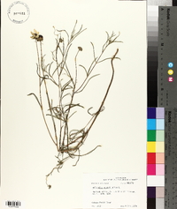 Helianthus angustifolius image