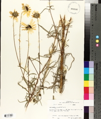 Helianthus angustifolius image