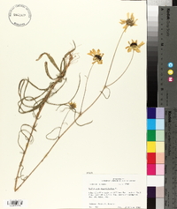 Helianthus angustifolius image