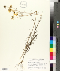 Helianthus angustifolius image