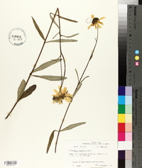 Helianthus angustifolius image