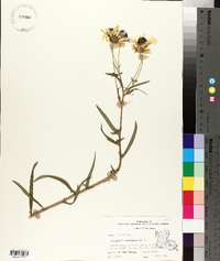 Helianthus angustifolius image