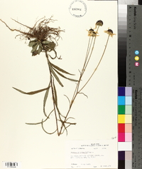 Helianthus angustifolius image