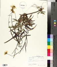 Helianthus angustifolius image