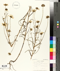 Helianthus angustifolius image