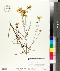 Helianthus angustifolius image