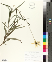 Helianthus angustifolius image