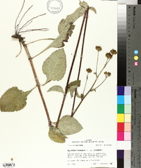 Helianthus atrorubens image