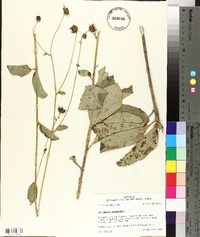 Helianthus atrorubens image