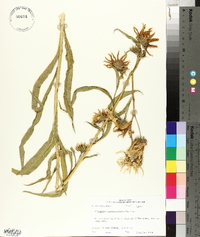 Helianthus grosseserratus image