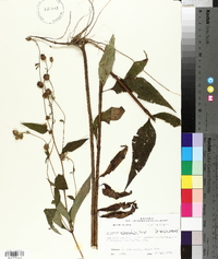 Helianthus microcephalus image