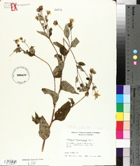 Helianthus microcephalus image