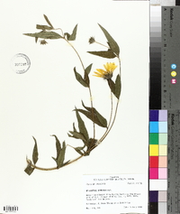 Helianthus hirsutus image