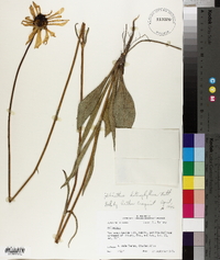 Helianthus heterophyllus image