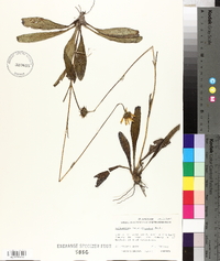 Helianthus heterophyllus image