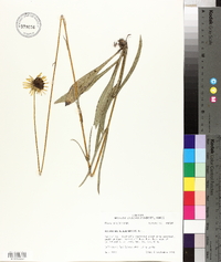 Helianthus heterophyllus image