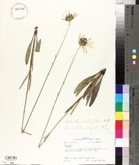 Helianthus heterophyllus image