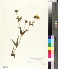 Helianthus hirsutus image