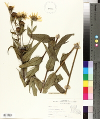 Helianthus hirsutus image