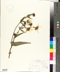 Helianthus hirsutus image