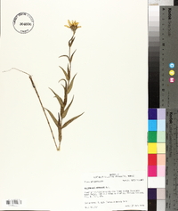 Helianthus hirsutus image