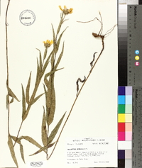 Helianthus hirsutus image