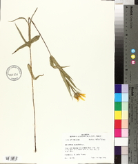 Helianthus hirsutus image