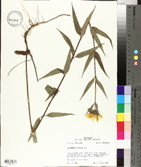 Helianthus hirsutus image