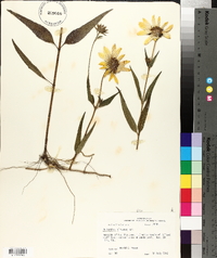 Helianthus hirsutus image