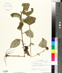 Helianthus silphioides image