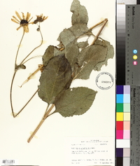 Helianthus silphioides image