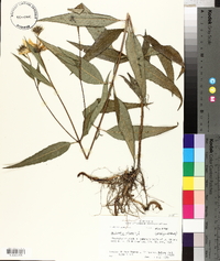 Helianthus strumosus image