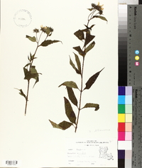 Helianthus strumosus image