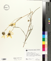 Helianthus simulans image