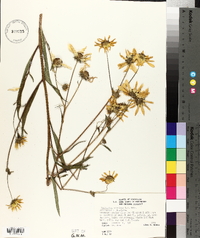 Helianthus simulans image