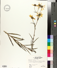 Helianthus simulans image