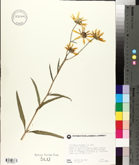 Helianthus simulans image