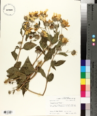 Helianthus tuberosus image