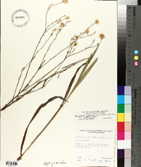 Chrysopsis graminifolia var. graminifolia image