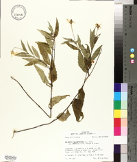 Heliopsis gracilis image