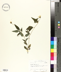 Heliopsis gracilis image