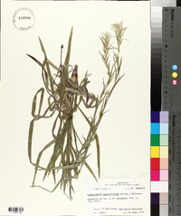 Chrysopsis graminifolia image