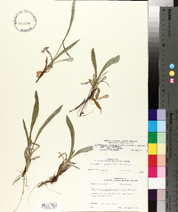 Chrysopsis graminifolia var. graminifolia image