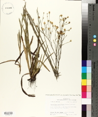 Chrysopsis graminifolia var. microcephala image