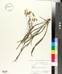 Chrysopsis graminifolia var. microcephala image