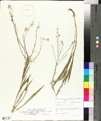 Chrysopsis graminifolia var. graminifolia image
