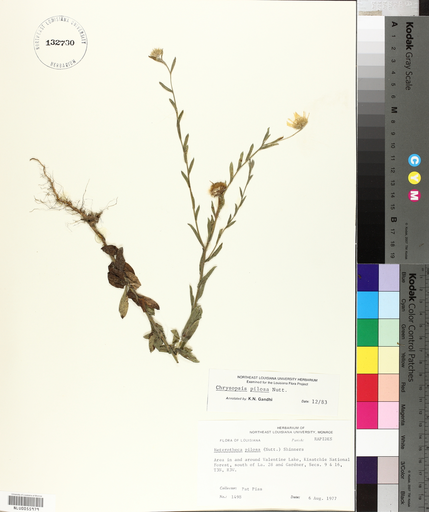 Bradburia pilosa image
