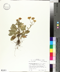 Heterotheca subaxillaris subsp. latifolia image