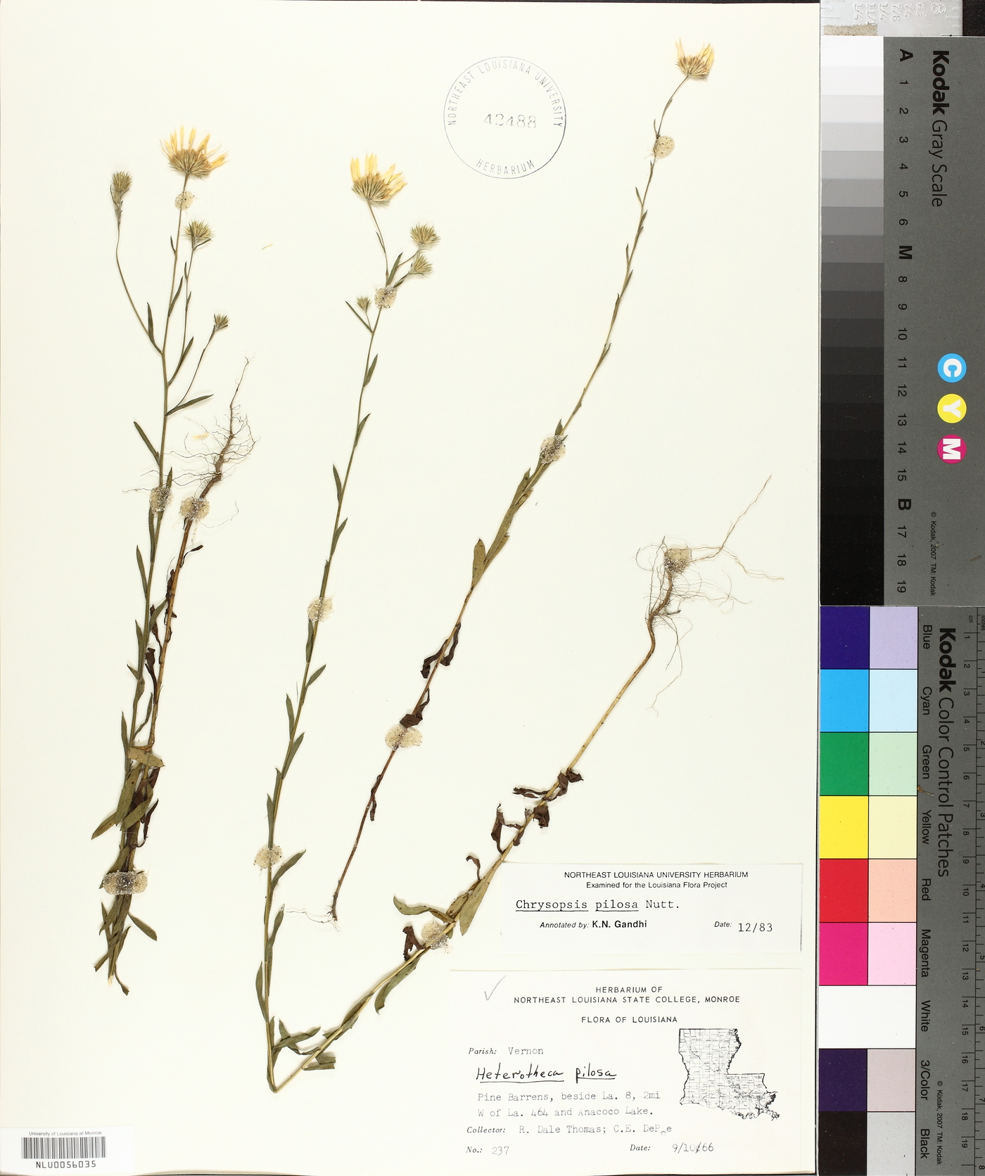 Bradburia pilosa image