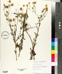 Chrysopsis pilosa image